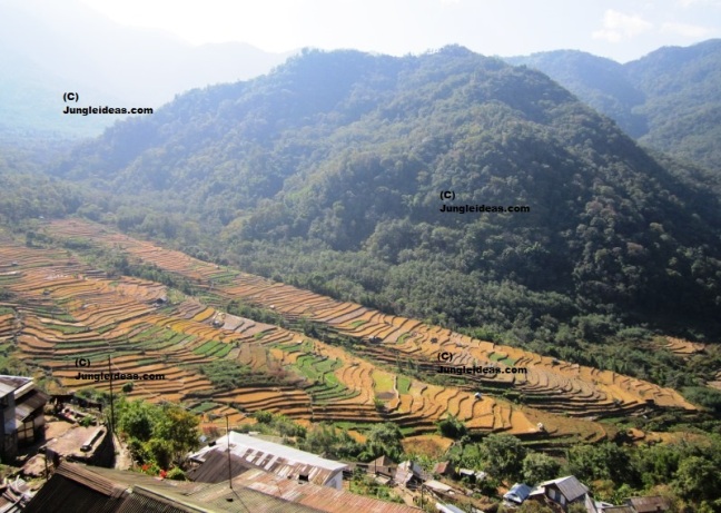 Dzukou Valley Trek, Khonoma Fort, Hornbill Festival Nagaland, Nagaland Tourism